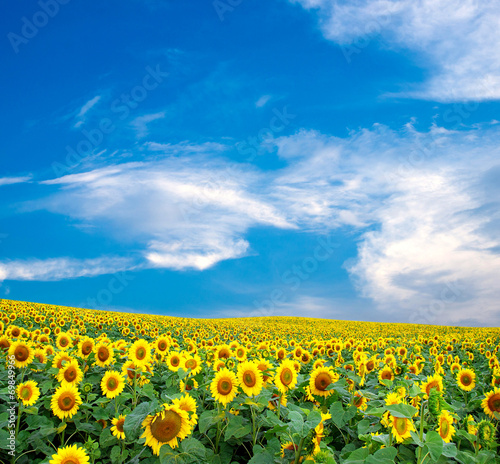 sunflowers