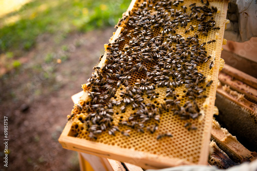 Bienen wimmeln auf Wabenrahmen