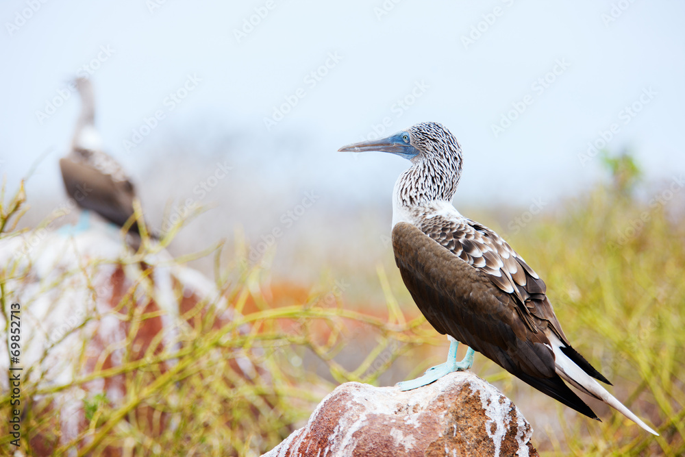 Obraz premium Blue footed booby
