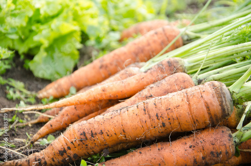 Carrots