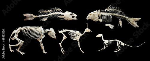 Set of skeletons of animals and fish. Isolated over black photo