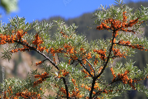 branch of sea-buckthorn