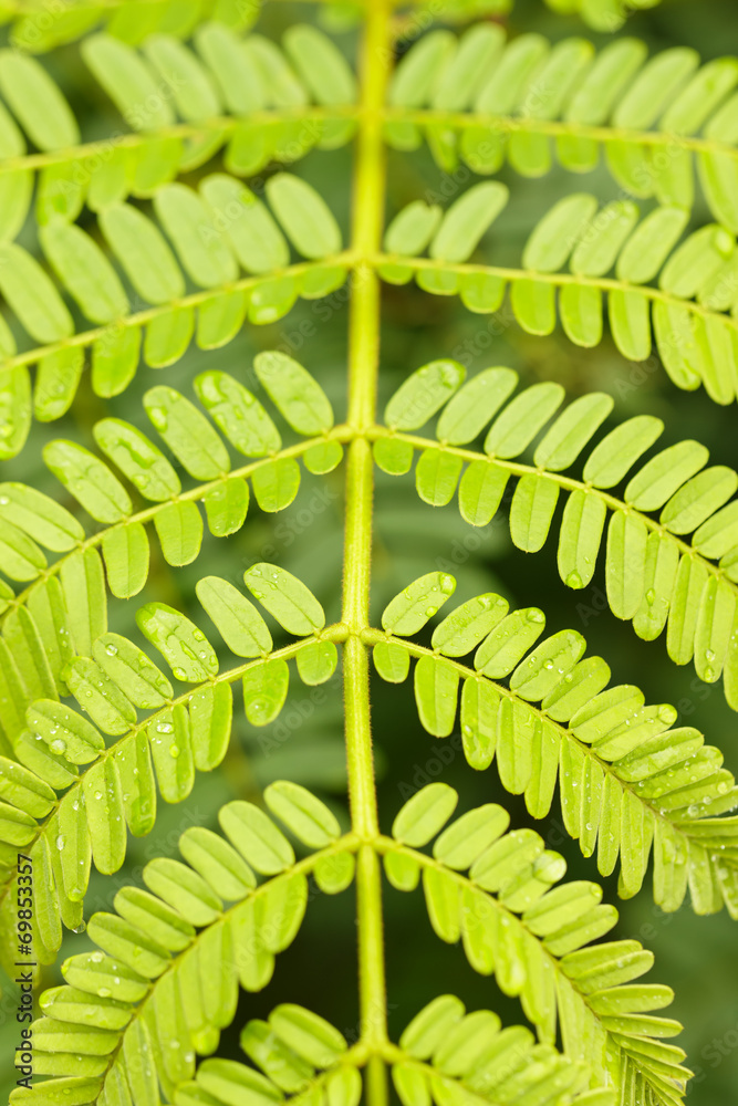 close up leaves after rain