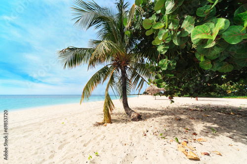 Fototapeta Naklejka Na Ścianę i Meble -  a palm tree on beach