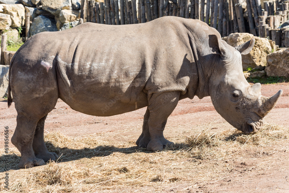 Fototapeta premium White rhino