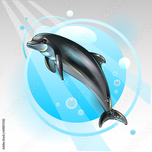 Dolphin