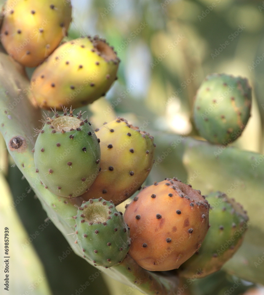 Prickly pear on a cactus. ( Cactus fig )