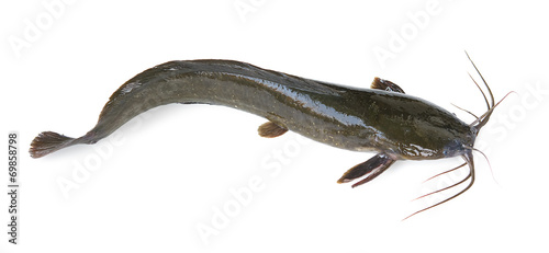 Channel catfish isolated on a white background. photo