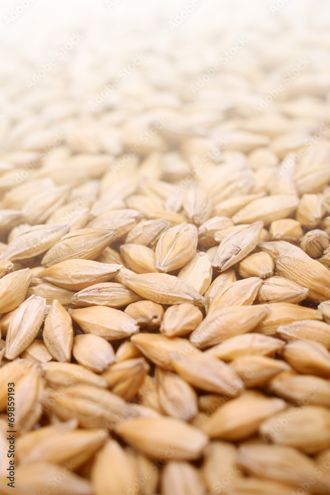 Natural oat grains background, closeup Natural oat grains background, closeup