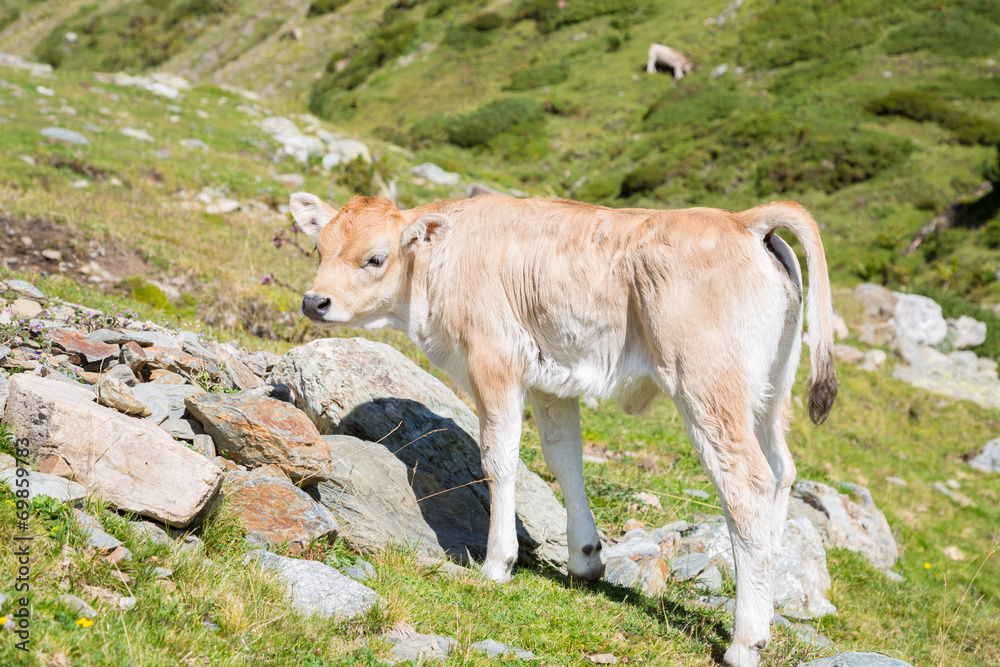 Bruna Pyrenees