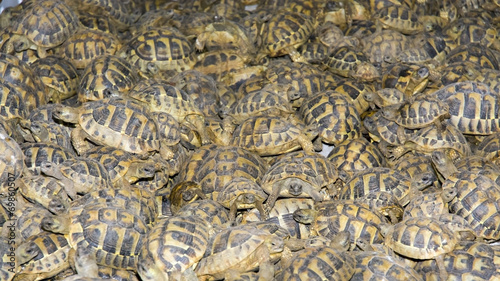 Crowd of smuggled Hermann's tortoises (Testudo hermanni)