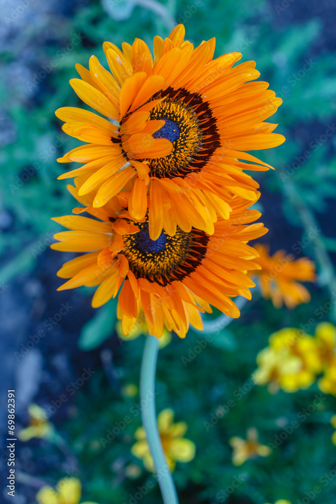 Obraz premium Zonnebloem