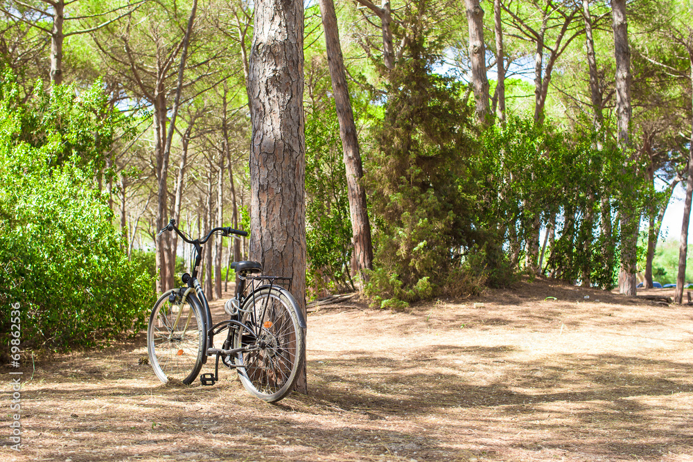 Bicycle near a tree in summer forest