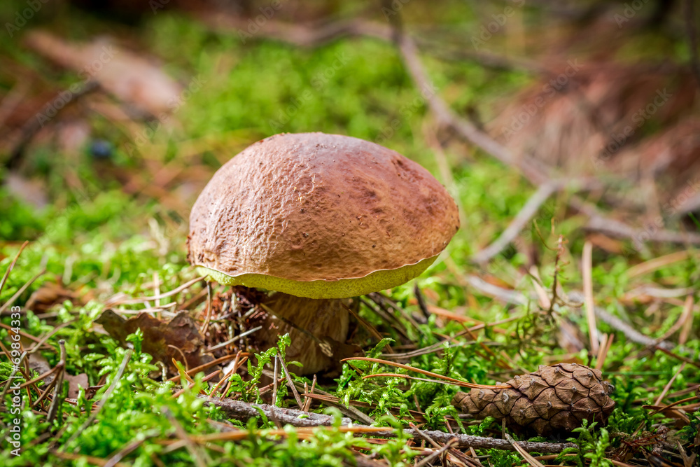Boletus with cone at sunset Boletus with cone at sunset