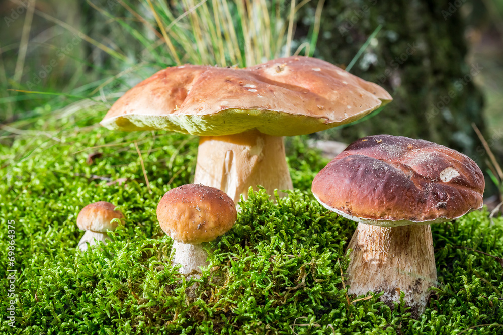 Several boletus mushroom on moss in forest Several boletus mushroom on moss in forest