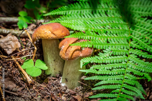 Two small boletus mushrooms...