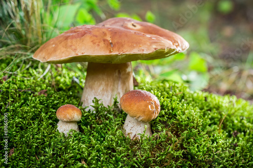 Boletus mushroom on moss in the forest at sunset