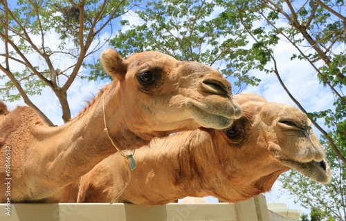 The Camel in Thailand Farm in Vacation trip