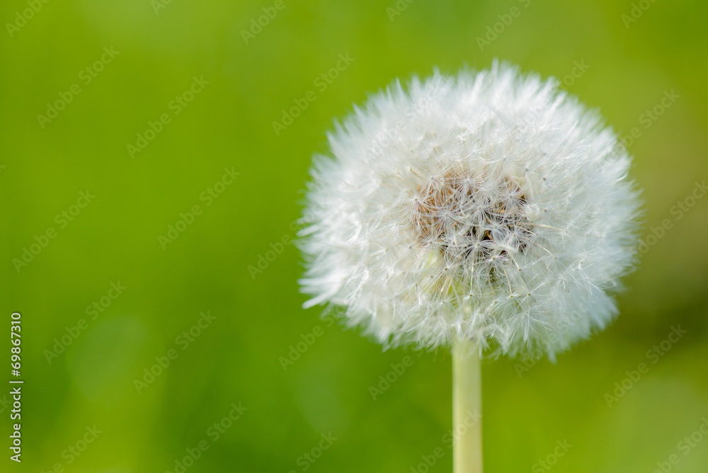 Blowball with a green background Blowball with a green background