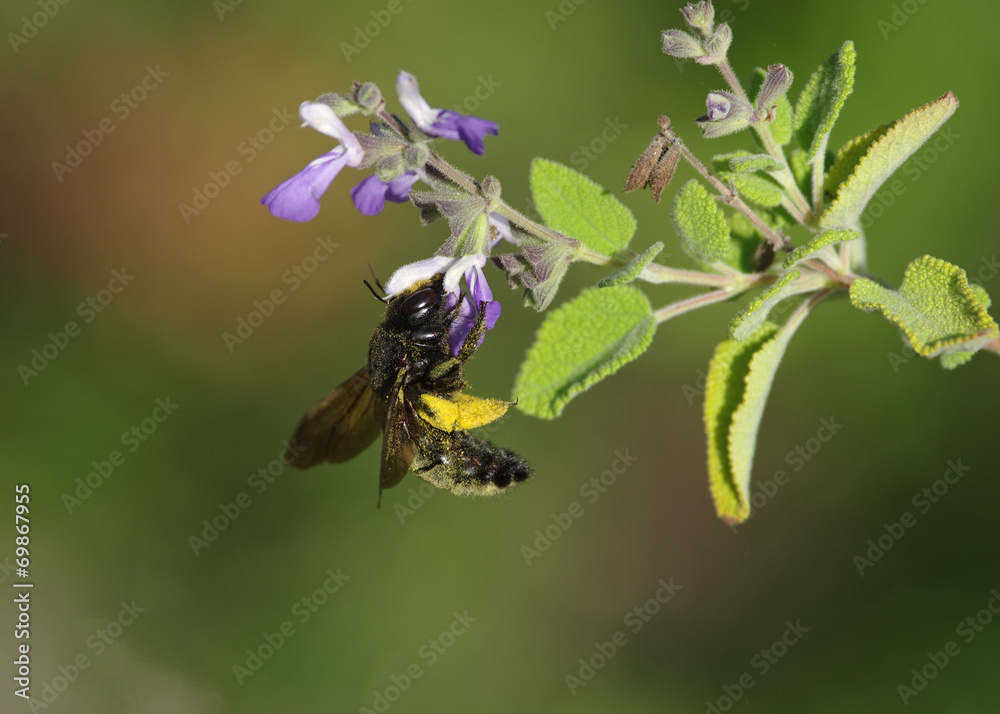 Black Bumble Bee Black Bumble Bee