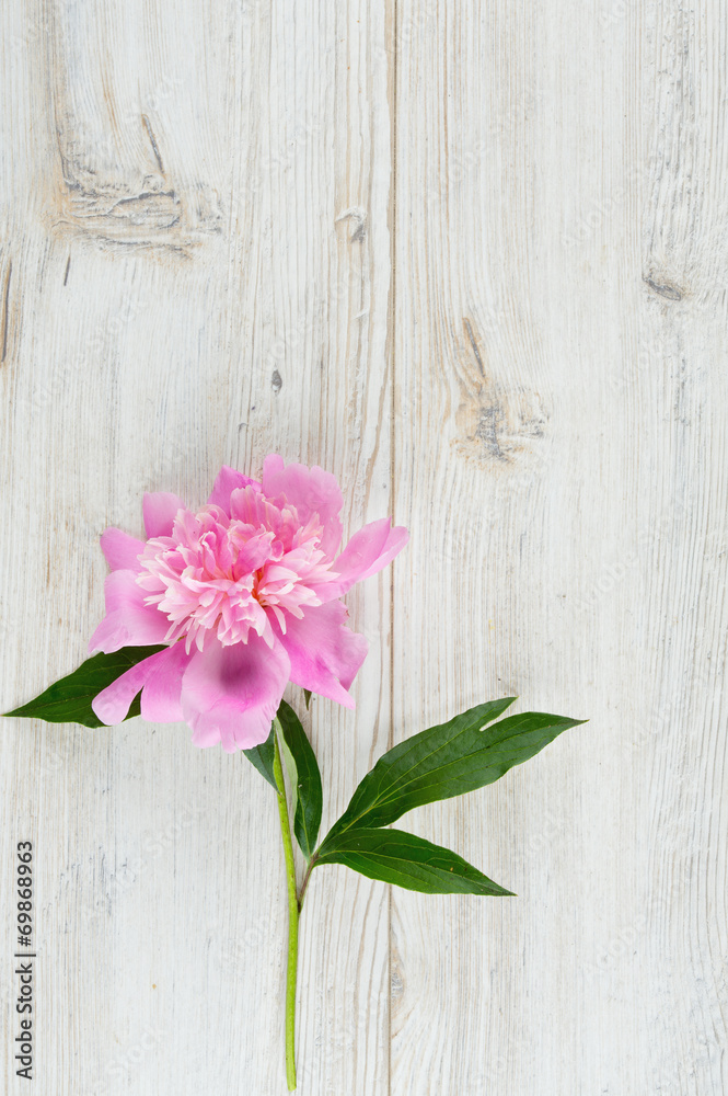 pink peony on wooden surface