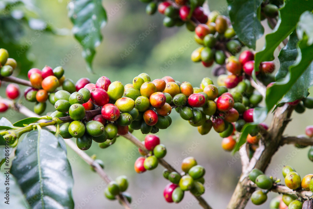 Coffee beans growing on the branch Coffee beans growing on the branch