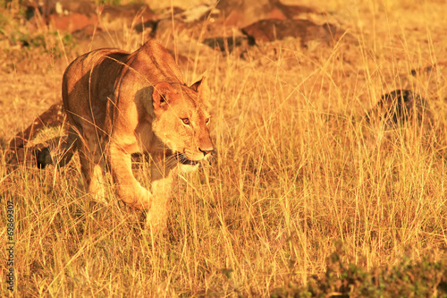 Foto Lion on the Masai Mara in Africa