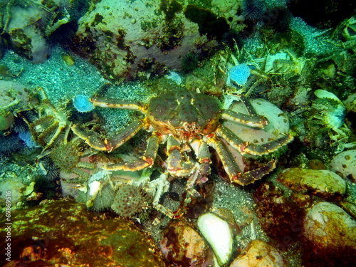 King crab, Barents sea
