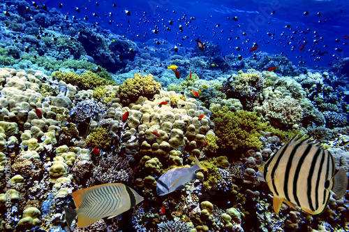 Coral and fish in the Red Sea #69870513