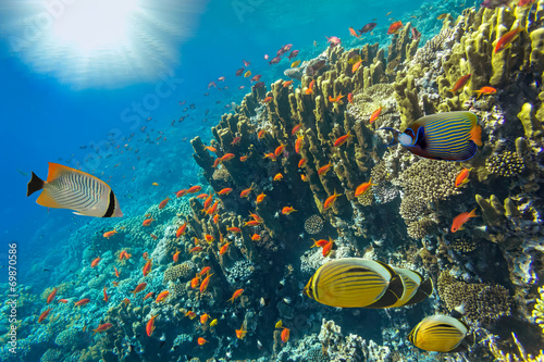 Underwater landscape, Red Sea, Egypt