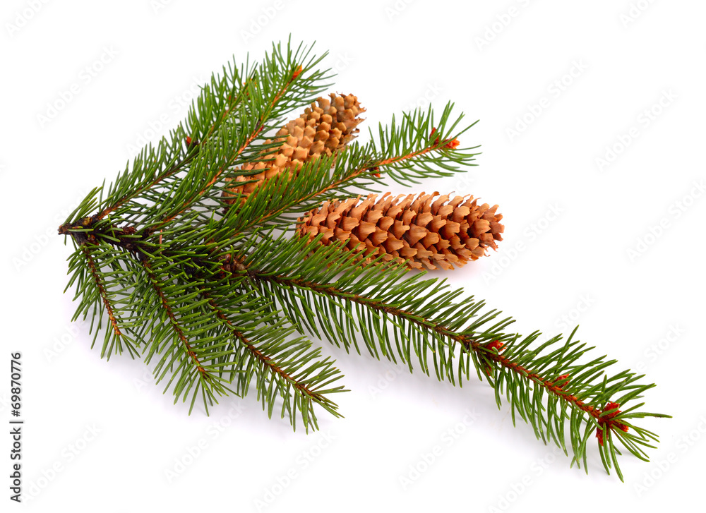 Spruce twig isolated