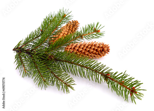 Spruce twig isolated