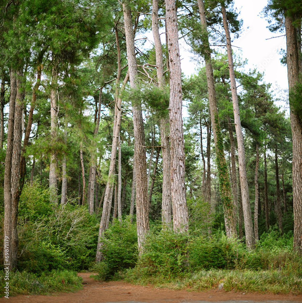 Obraz premium Pine grove