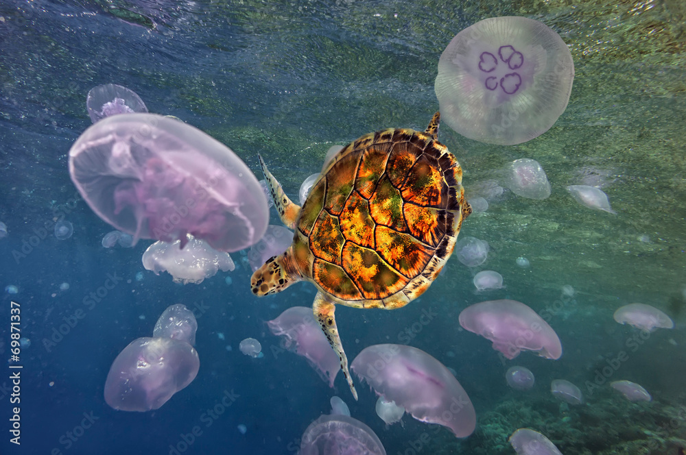 Naklejka premium Grupa jasnoniebieskich meduz