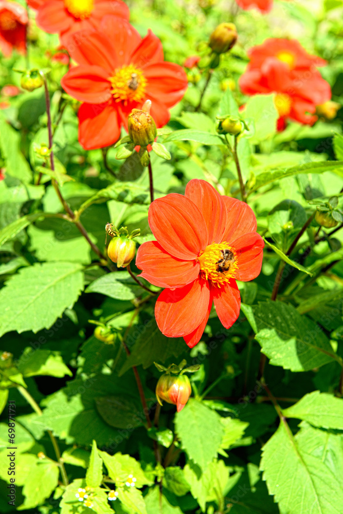 flower and bee flower and bee