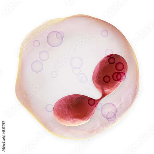 White Blood Cell - Eosinophil photo