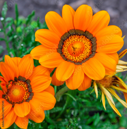 Beautiful orange spring flower with green leaves in garden