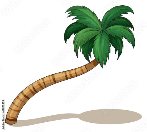 A coconut tree