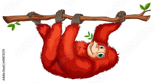 A red orangutan