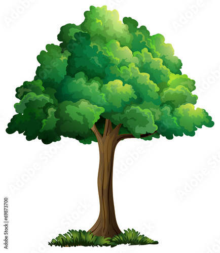 A tree
