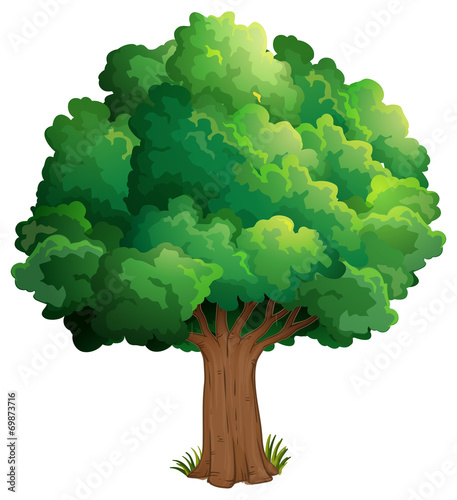 A tree at the forest