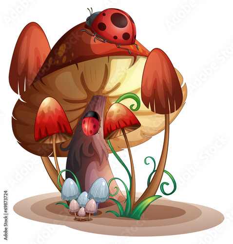 A mushroom with a ladybug