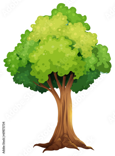 A giant tree