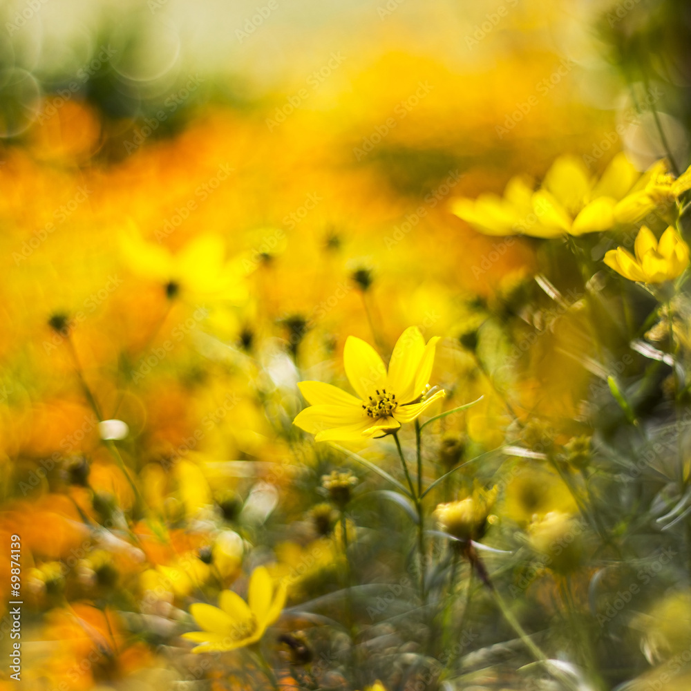 cosmos flowers with bokeh - abstract - obrazy, fototapety, plakaty 