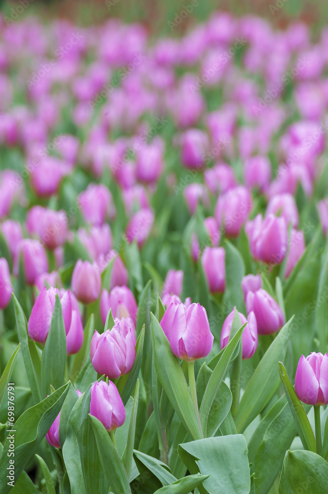 Tulip. Beautiful spring flowers. background of flowers.