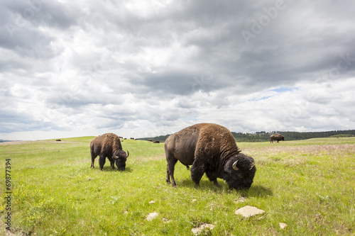 Beautiful Buffaloes in Yellowstone National Park