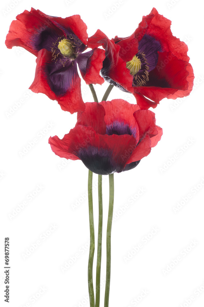Fototapeta premium poppy