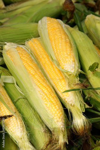 Corn cobs for sale