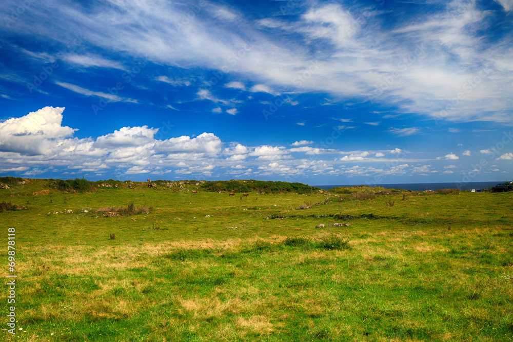 Fototapeta premium Rural mountain landscape with cows herd