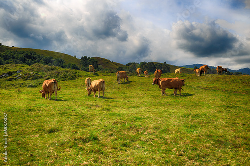 Rural mountain landscape with cows herd © czamfir